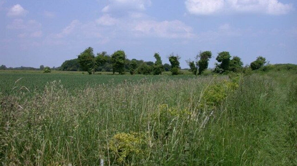 Byway's end The line of trees borders a private farm track which crosses the end of the Public Byway