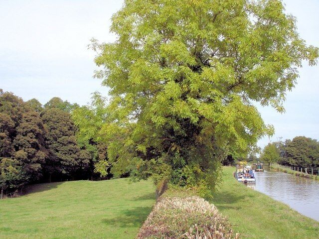 Wimboldsley - Shropshire Union Canal Wimboldsley - on Wimboldsley footpath 9, here forming the towpath beside the Shropshire Union Canal (Middlewich Branch) by bridge 22 and Wimboldsley Wood.