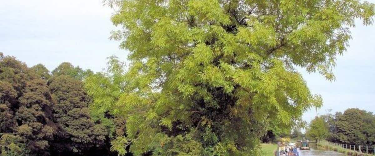 Wimboldsley - Shropshire Union Canal Wimboldsley - on Wimboldsley footpath 9, here forming the towpath beside the Shropshire Union Canal (Middlewich Branch) by bridge 22 and Wimboldsley Wood.