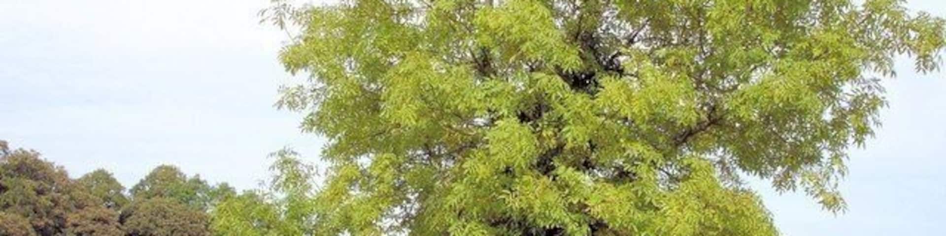 Wimboldsley - Shropshire Union Canal Wimboldsley - on Wimboldsley footpath 9, here forming the towpath beside the Shropshire Union Canal (Middlewich Branch) by bridge 22 and Wimboldsley Wood.