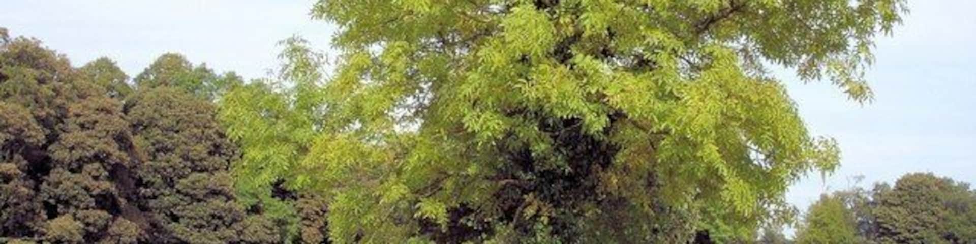 Wimboldsley - Shropshire Union Canal Wimboldsley - on Wimboldsley footpath 9, here forming the towpath beside the Shropshire Union Canal (Middlewich Branch) by bridge 22 and Wimboldsley Wood.