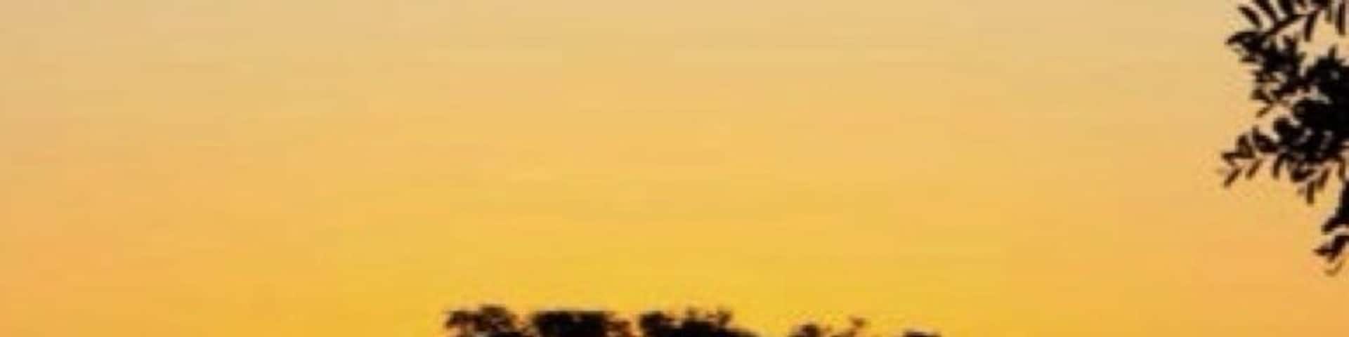 Sunrise at the Earth Lodge Sabi Sabi Game Reserve. Game drives start bright and early with coffee and danishes at 5:00 a.m. Departures at 5:30 a.m.
The tree seen silhouetted is The Marula Tree and has a history as a source of nutrition dating back to 10,000 years B.C. and it is certainly one of Africa's botanical treasures.
The multiple uses of the tree, it's bark, leaves, fruit, nut and kernels are legendary. My favorite is when the fruit ripens and drops to the ground and lightly ferments ... the elephants, giraffes, warthogs, and other animals get wasted and the party gets started safari style !
http://youtu.be/D5E5TjkDvU0
The fruits are a good food source and high in vitamin C.
The skin can be boiled to make a drink or burnt to be used as a substitute for coffee.
The wood is soft for carving
The inner bark can be used to make rope and for making dye
They produce small tasty nuts which are rich in protein.
The Oil is used as a skin cosmetic.
Their green leaves are eaten to relieve heartburn.
The bark contains antihistamines
The fruit can also be cooked to produce jam, juices and alcoholic beverages like "Amarula" a delicious South African Cream Liqueur that substrates just fine for coffee creamer any time of the day as far as I'm concerned. It also is used to brew a very tasty, potent South African moonshine known locally as "Mampoer" after a local Chief who favored it. It is said to make grown men weep.
the Venda people of Southern Africa maintain that bark infusions can be used to determine the gender of an unborn child. If a woman wants a son the male tree is used, and for a daughter, the female tree. If the child of the opposite gender is born, the child is said to be very special as it was able to defy the spirits.
Oh, and did I mention it sacred.
#treetrove #goldenhour