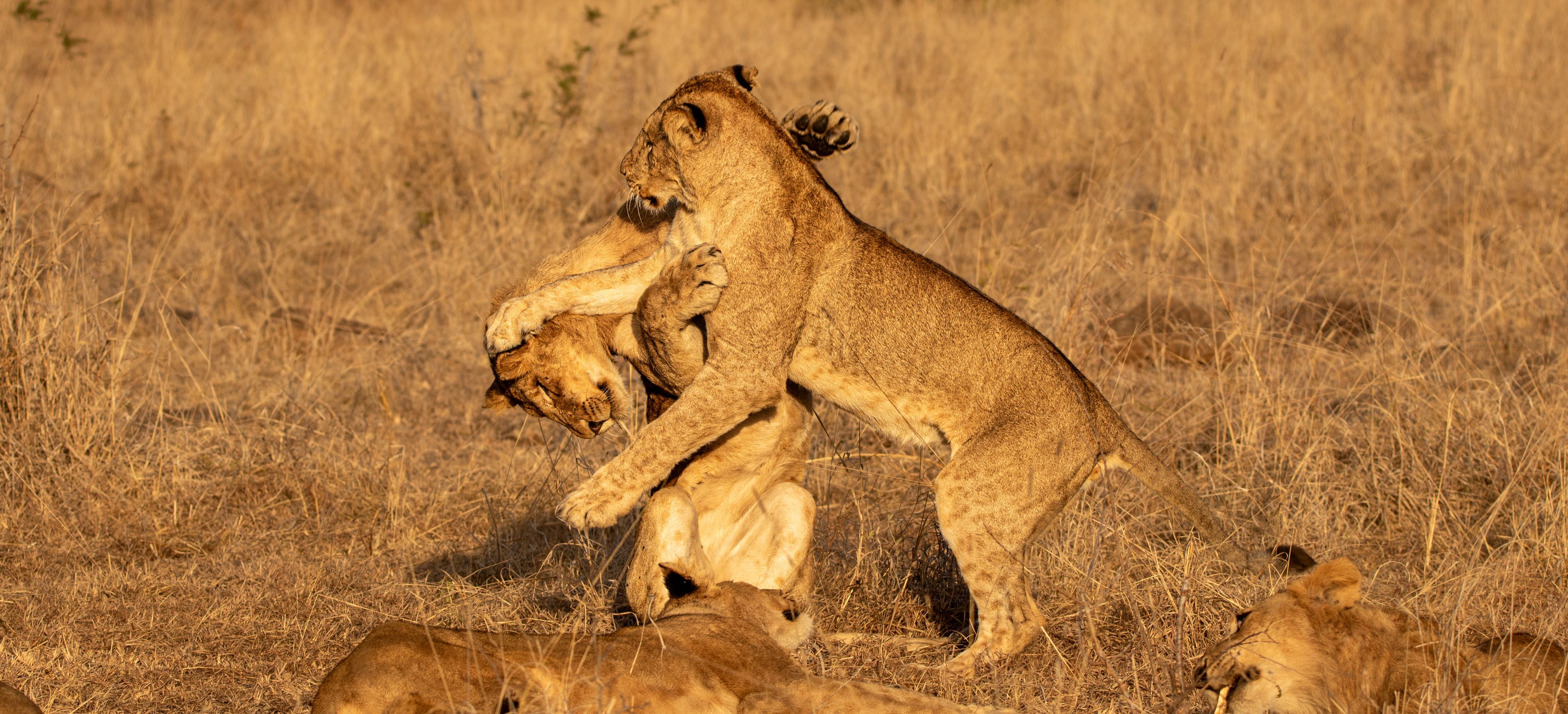 A lioness with cubs in a dry grassland.