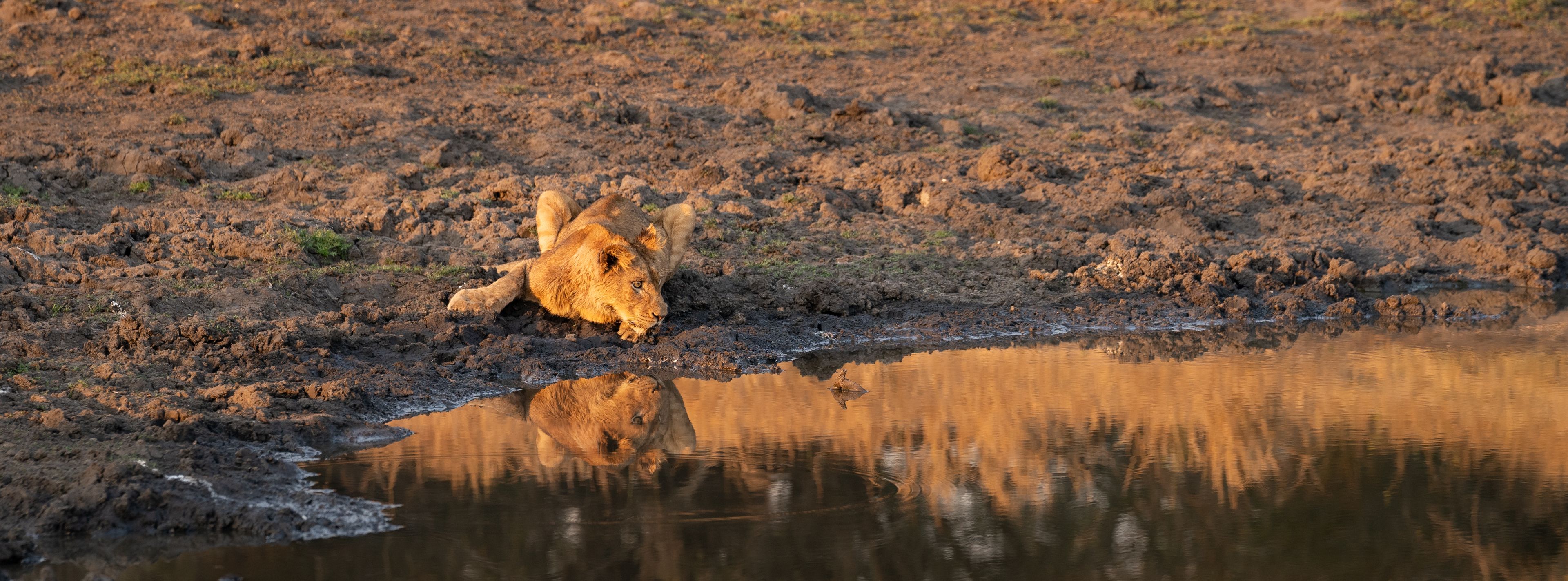 A lion resting near a waterhole with its reflection visible in the water.
