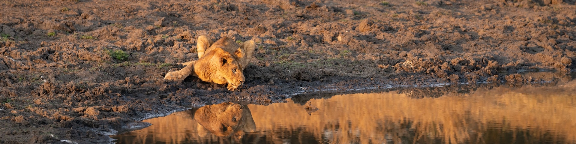 Um leão descansando perto de um buraco d'água, com seu reflexo visível na água.