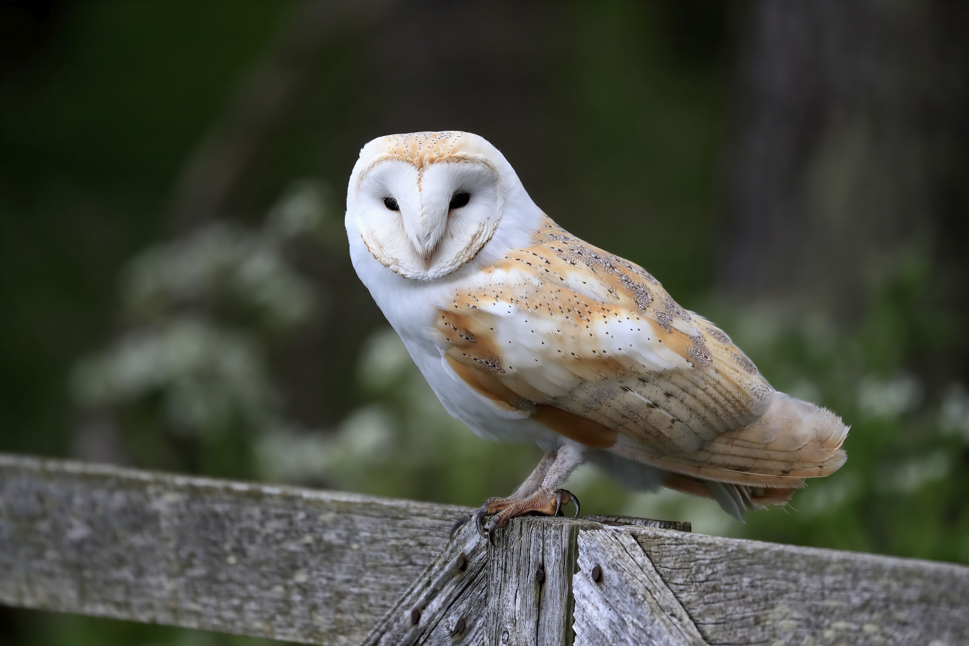 A barn owl perched on a wooden fence.