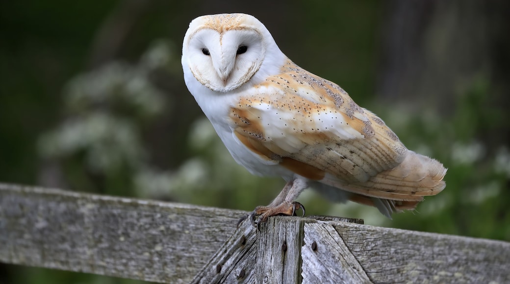 A barn owl perched on a wooden fence.