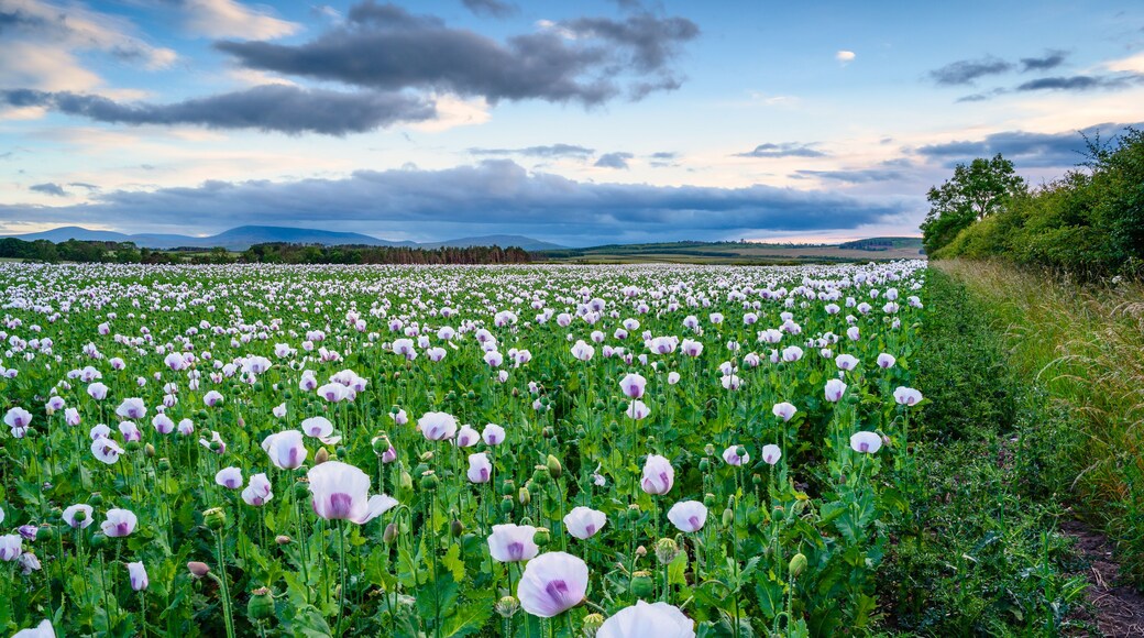 A vast field of white poppies with purple centers, a clear sky, and distant mountains.