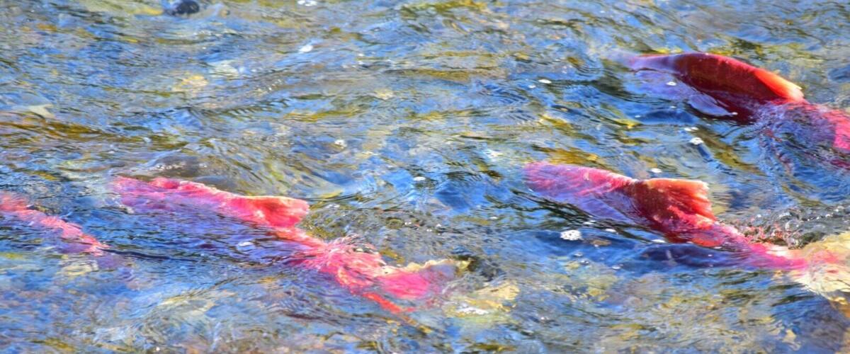 Pink salmon #seward #kenaipeninsula #visitalaska