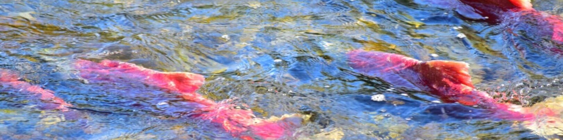 Pink salmon #seward #kenaipeninsula #visitalaska