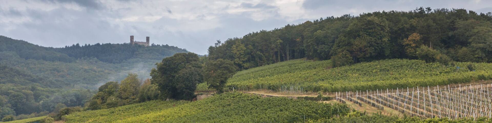 Hiking GR5 through the Vosges