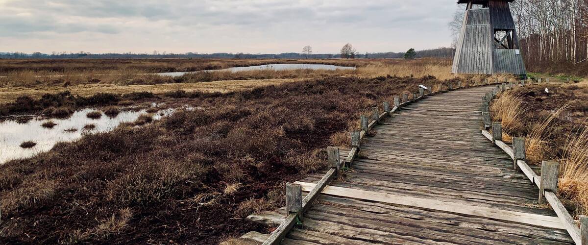 A wooden boardwalk leading to a wooden observation tower in a wetland area.