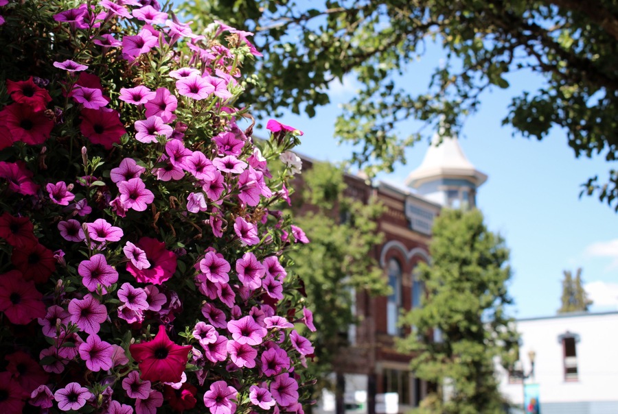 Blooming flowers on old-town street in Independence, Oregon