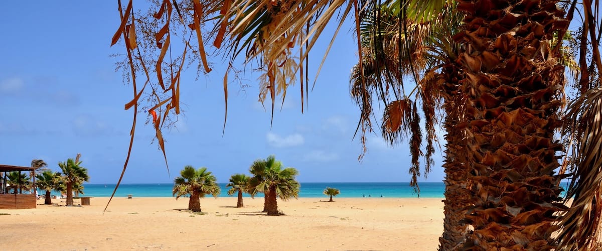 A sandy beach with palm trees and a clear blue sky.