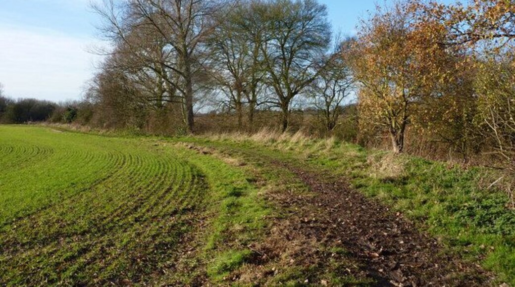 Footpath by Layer Brook Trees line the course of the brook which acts as a boundary between fields.