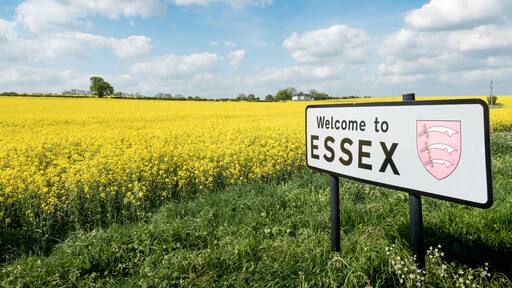 Un cartel da la bienvenida a visitantes en Essex, con un campo de flores amarillas al fondo.
