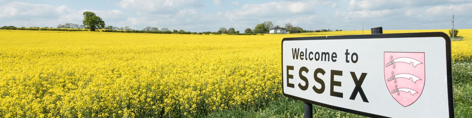 Un cartel da la bienvenida a visitantes en Essex, con un campo de flores amarillas al fondo.