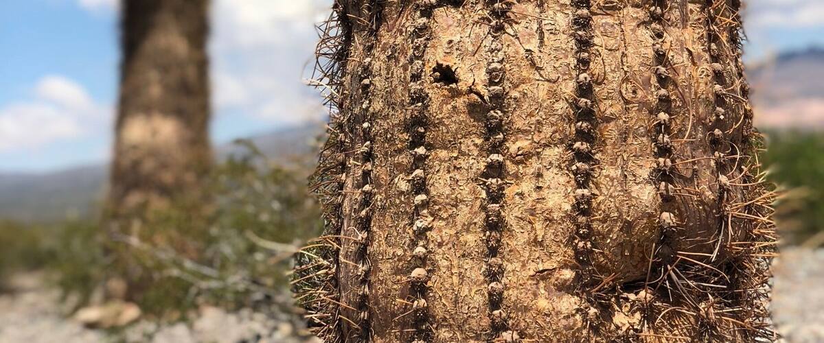 Huge cactuses can be found here