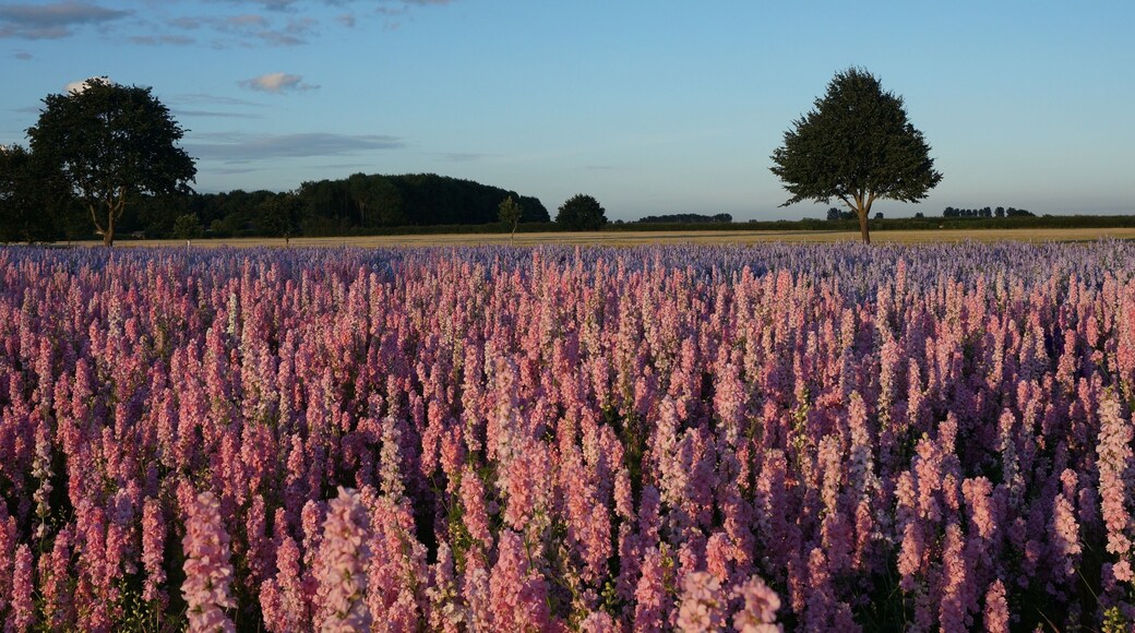 Pershore confetti fields