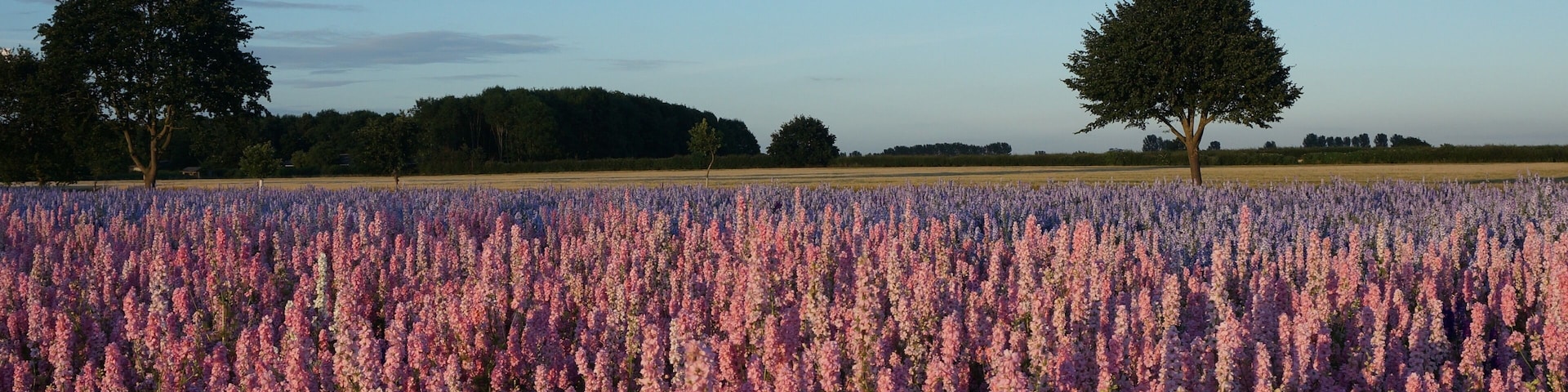 Pershore confetti fields