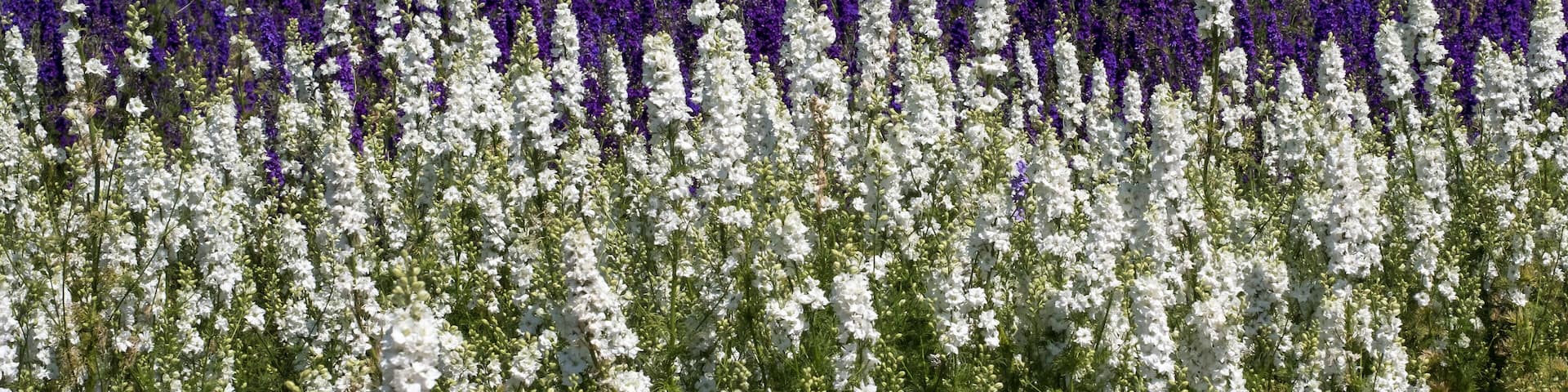 Flower fields with colourful delphiniums, in Wick, Pershore, Worcestershire UK.