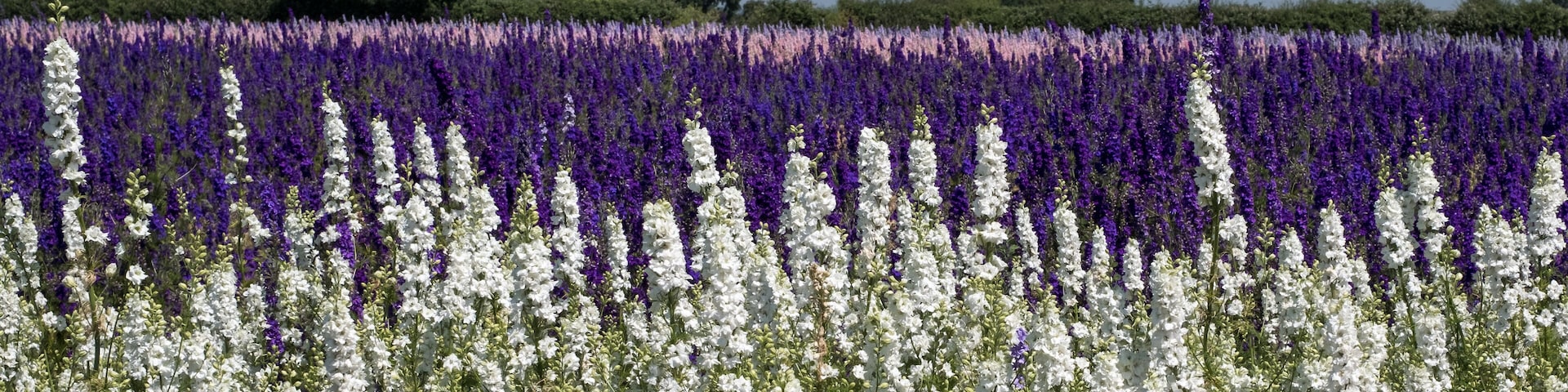 Flower fields with colourful delphiniums, in Wick, Pershore, Worcestershire UK.