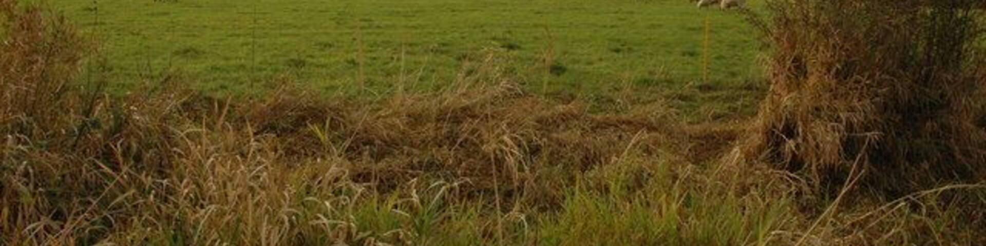 Sheep in a meadow, Eckington Sheep grazing in a meadow beside Mill Lane in Eckington, Strensham church can be seen silhouetted in the hilltop.
