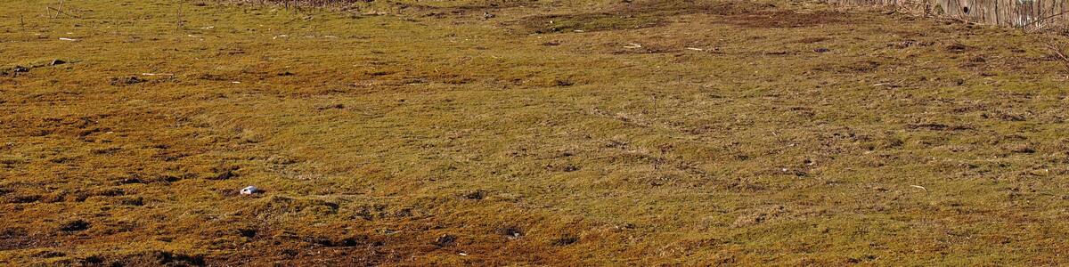 View over the River Clyde Taken from the small road that joins the A8 to the Old Greenock Road. A strange flat piece of land totally covered in moss with blocked off access to A8. Dumbarton Rock across the river. Far in the distance the Cowal Hills.