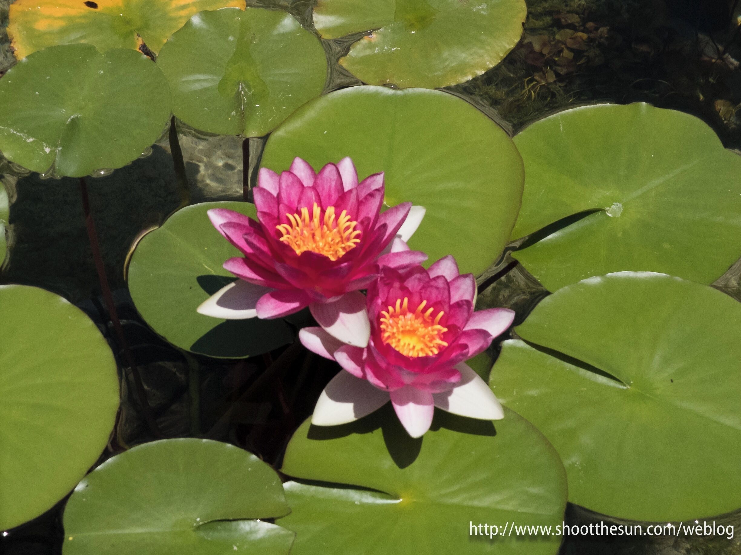 Detail from one of the lily ponds

[Note: I've posted a large gallery of shots on my blog, some of which will appear here on Trover. If you're looking for the full set, just follow this link: http://www.shootthesun.com/weblog/?p=2223]