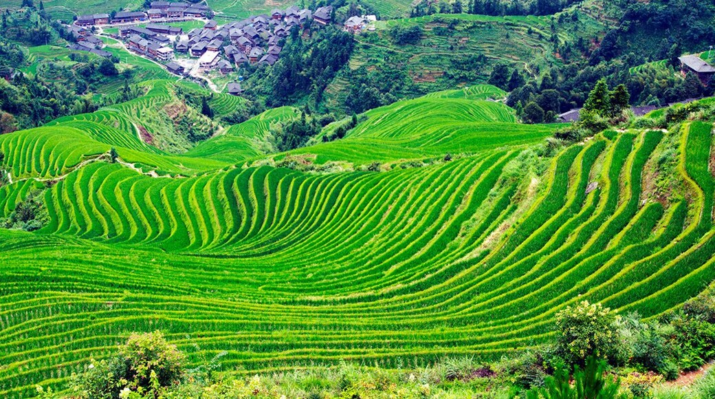 Longji Terraced fields of #Guilin,China.
https://twitter.com/Beautifulgx