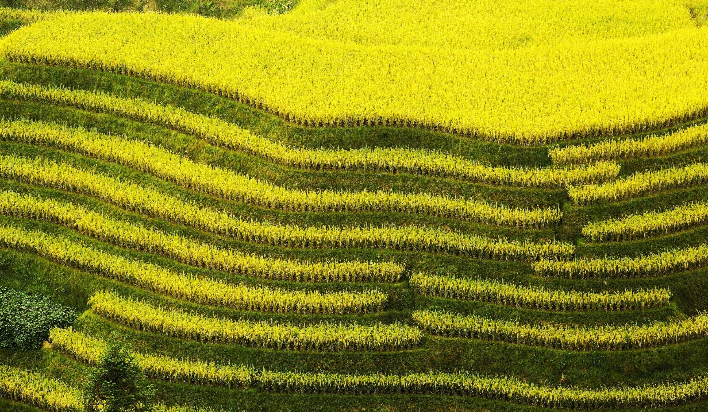 The kingdom of terrace—— The harvest season in the #LongjiTerrace is like "The Earth with Golden Coat".
#桂林龙脊梯田
https://twitter.com/Beautifulgx