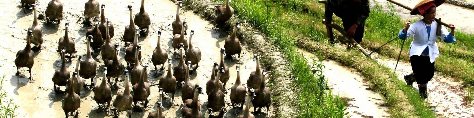 Spring Ploughing Festival in #Longsheng of #Guilin,China.#龙脊梯田开耕节.
https://twitter.com/Beautifulgx