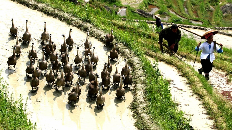 Spring Ploughing Festival in #Longsheng of #Guilin,China.#éŸèæąŻç°ćŒèè.
https://twitter.com/Beautifulgx