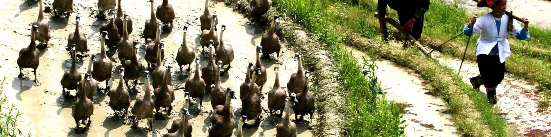 Spring Ploughing Festival in #Longsheng of #Guilin,China.#龙脊梯田开耕节.
https://twitter.com/Beautifulgx