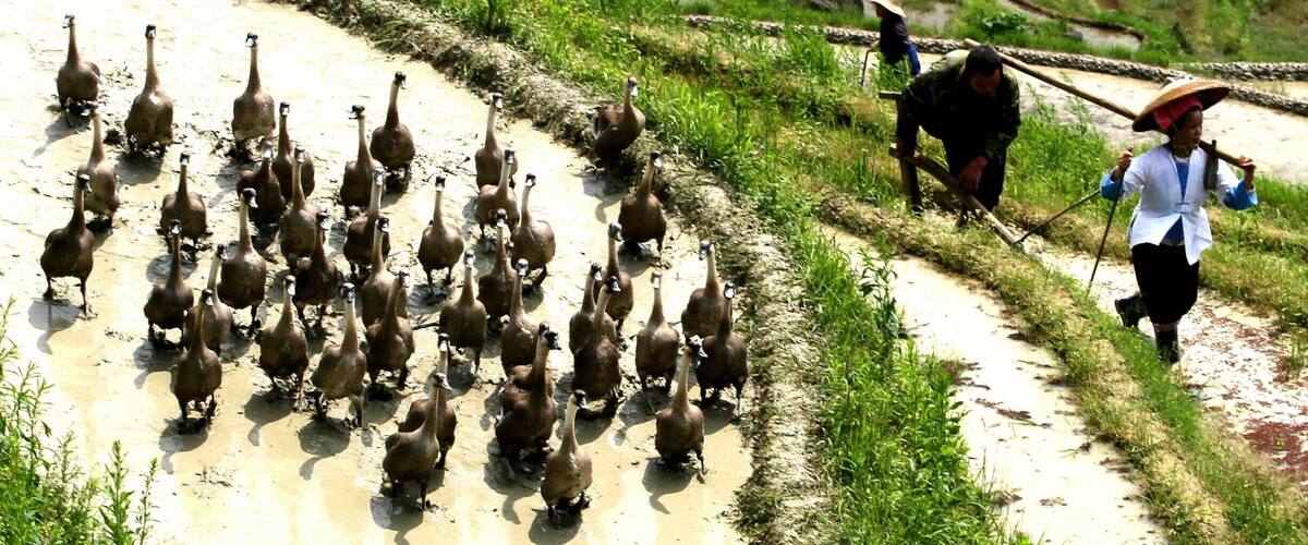 A group of ducks walking on a muddy path in a rural area with greenery and a person carrying a stick.