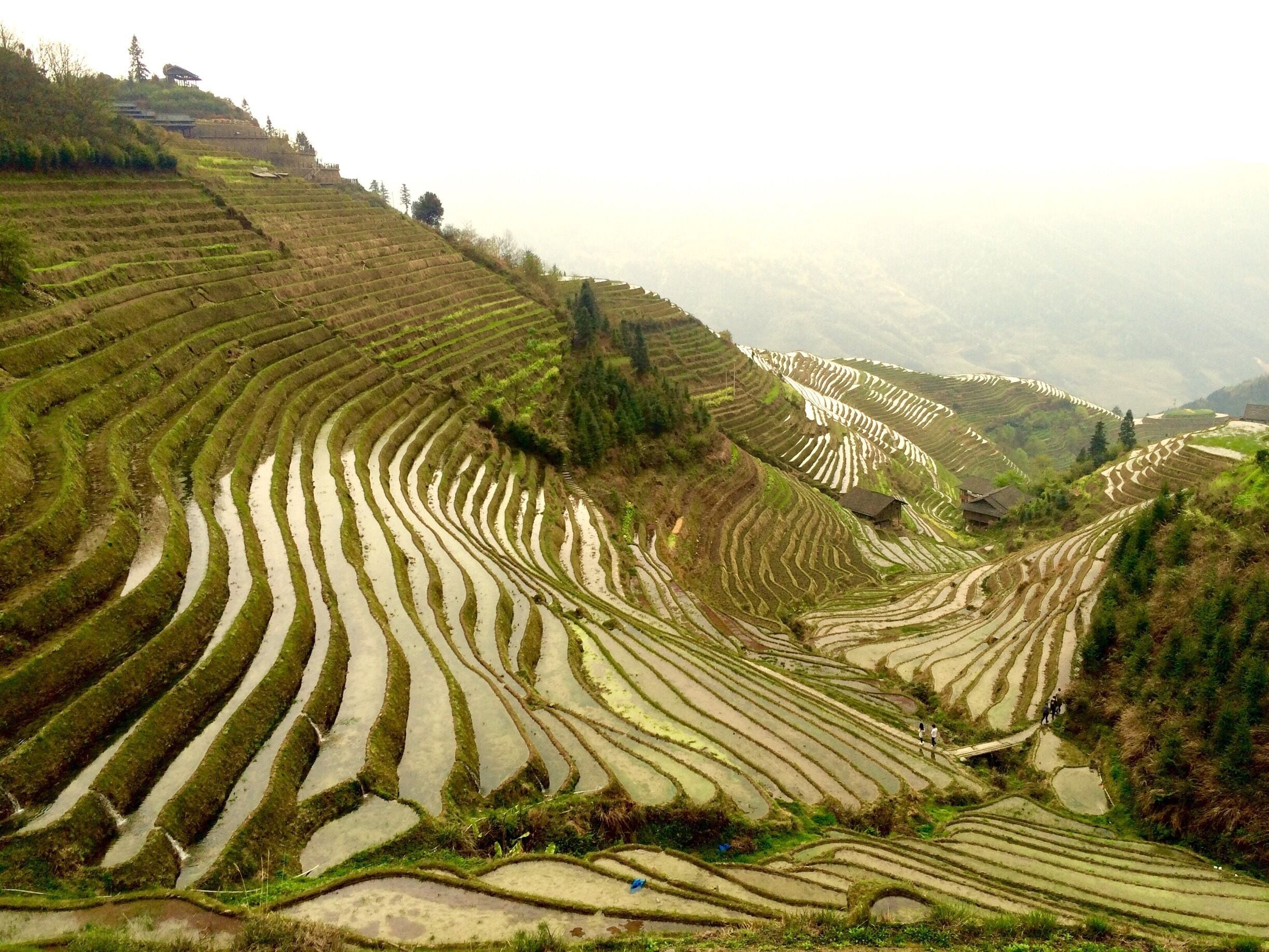 Rice terraces !
