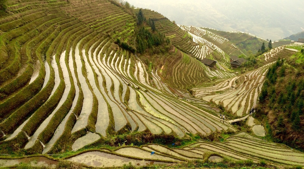 Rice terraces !