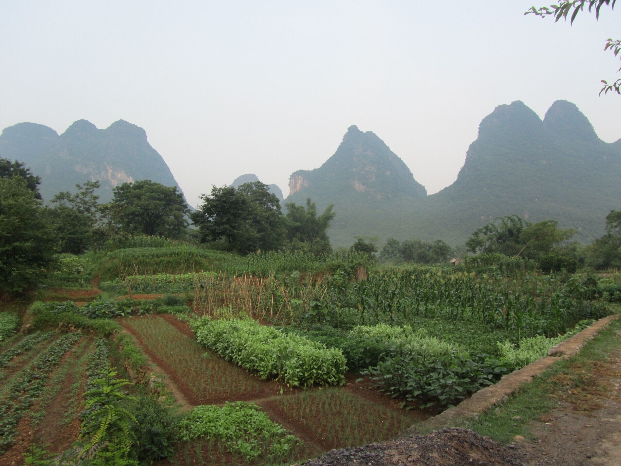 I stayed at the place called the Outside Inn which is a restored farm house complex. You cross the road and walk through market gardens to get to the Li river. It's a lovely rustic experience away from crowds and fuss. #karst #China