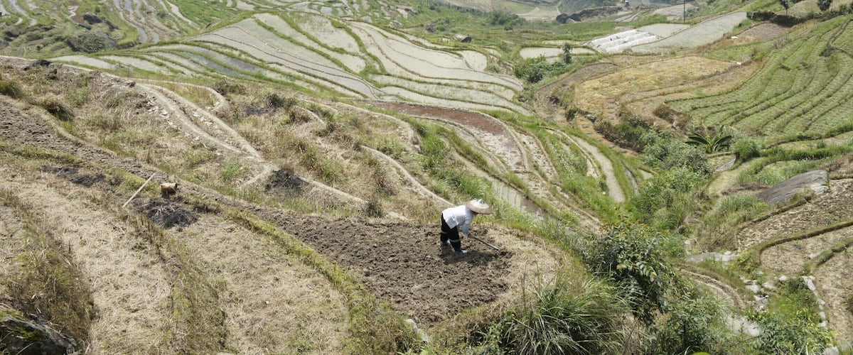 Terraced rice fields with a person working in the foreground.