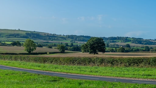 Eine geschwungene Landstraße mit grünen Feldern und Bäumen an beiden Seiten.