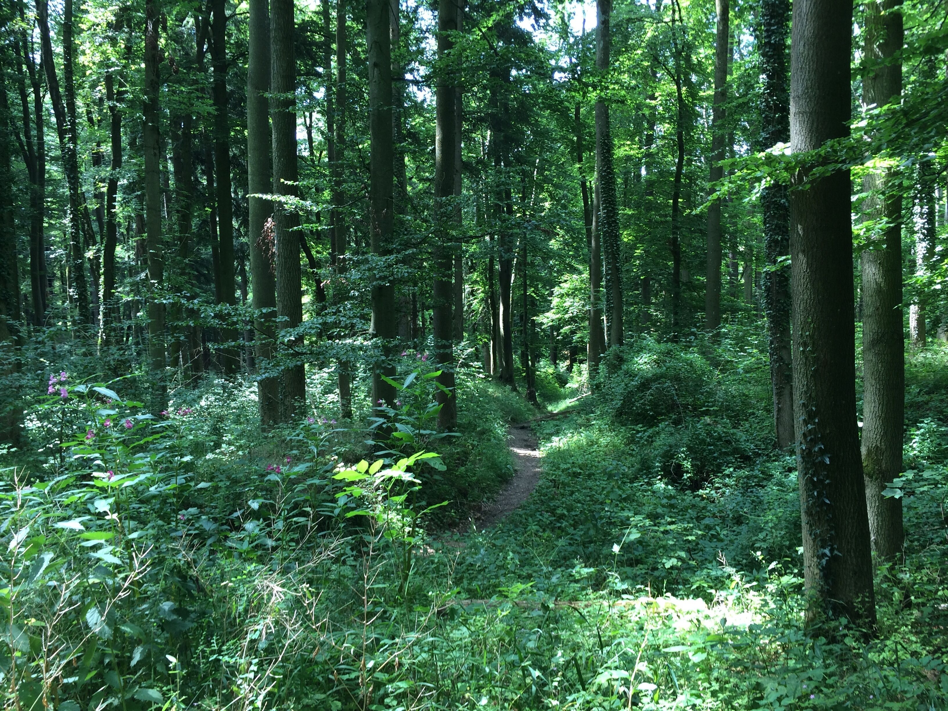 Site of the former Gegenpoint Castle near Fürstenfeldbruck