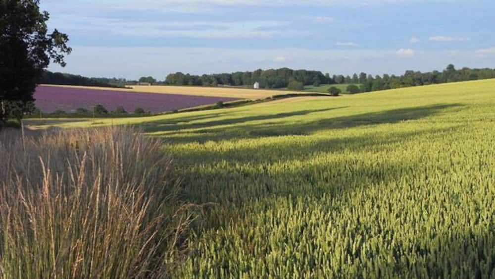 Ein weites Feld mit grünen Kulturen, in der Ferne ein violettes Feld und ein weißes Gebäude.