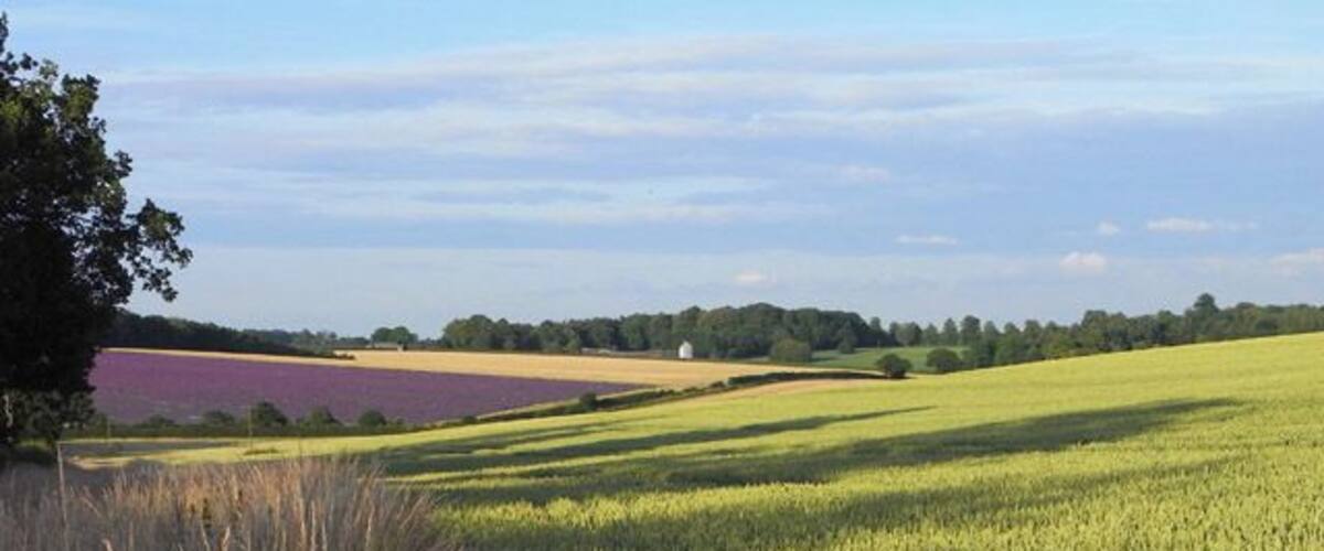 Farmland near Oakley A field of wheat to the south of White Lane. Fields of lavender and barley can be seen beyond Summer Down Lane.