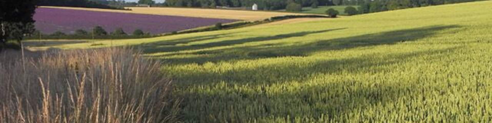 Farmland near Oakley A field of wheat to the south of White Lane. Fields of lavender and barley can be seen beyond Summer Down Lane.