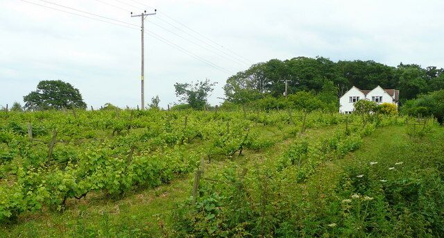 St. Ann's Vineyard A small vineyard producing its own wine and fruit wines for sale locally and from the gate.