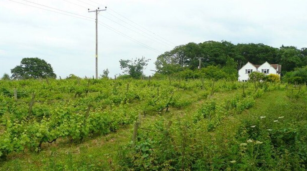 St. Ann's Vineyard A small vineyard producing its own wine and fruit wines for sale locally and from the gate.