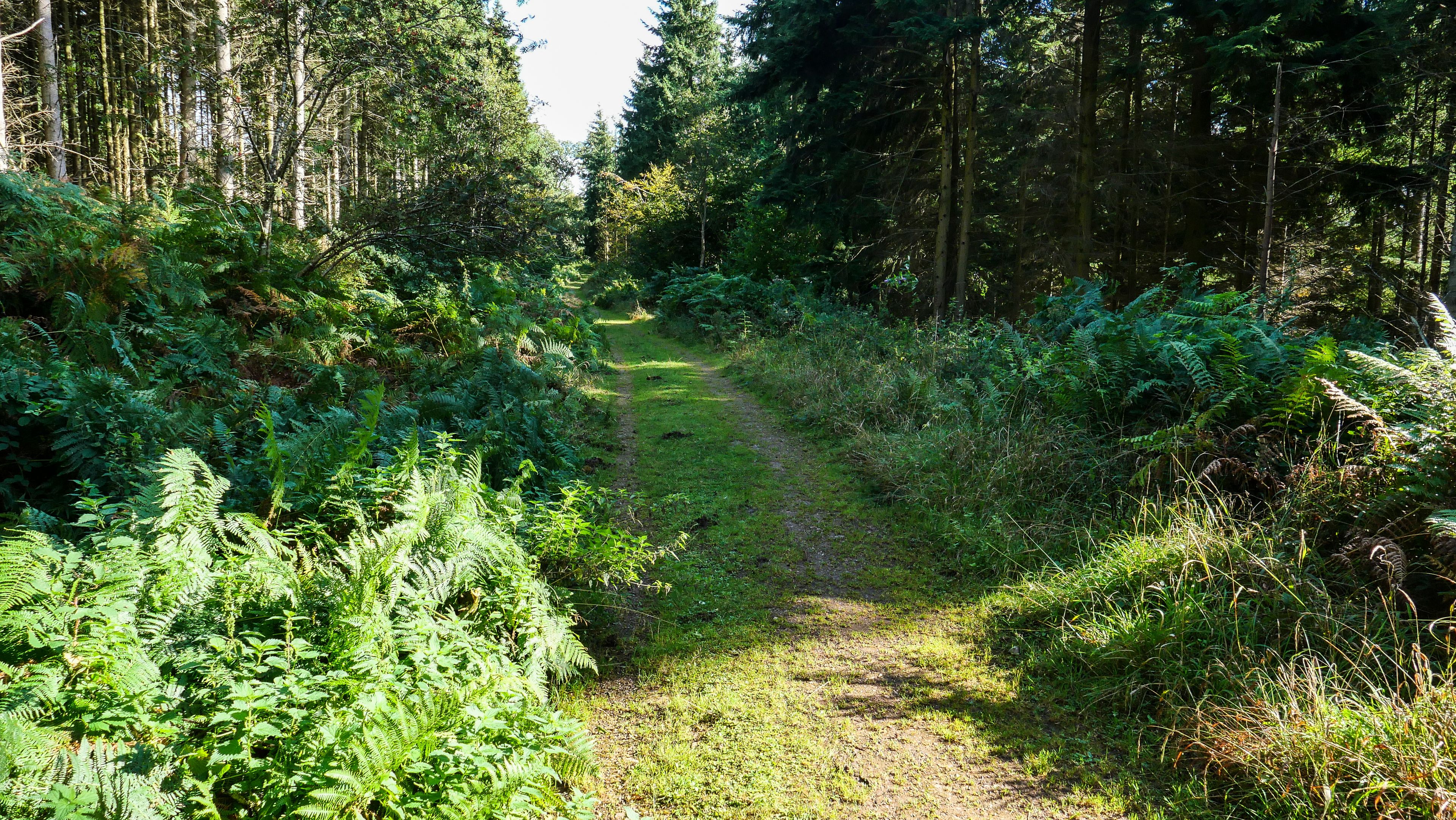 A marked hiking trail  through the Forest of Dean mixed woodland at Symonds Yat Rock visitors' centre.