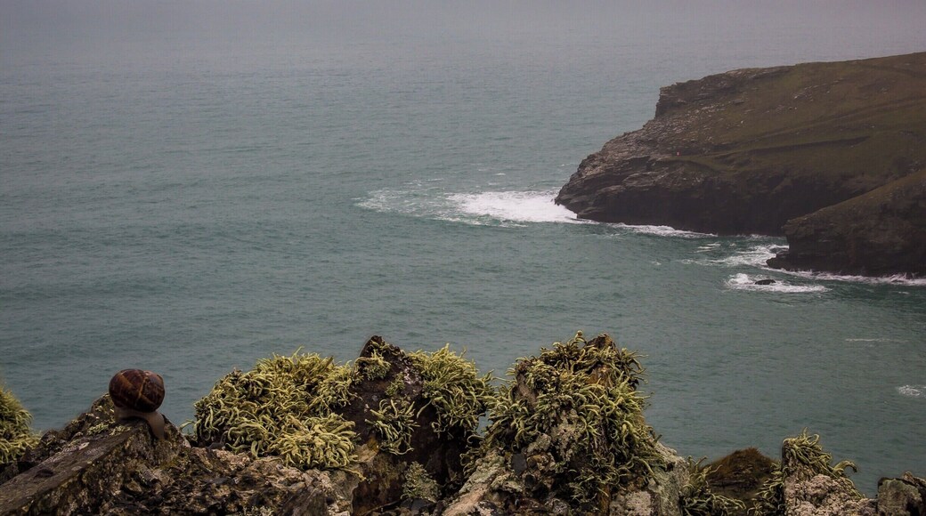 Taken in the morning along the SW Coast Path in Cornwall.