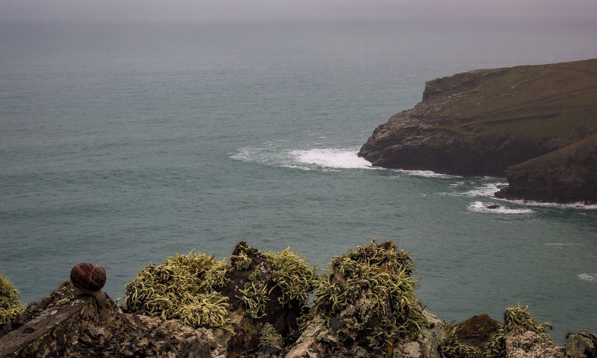 A rocky coastline with seaweed and a snail on the rocks.
