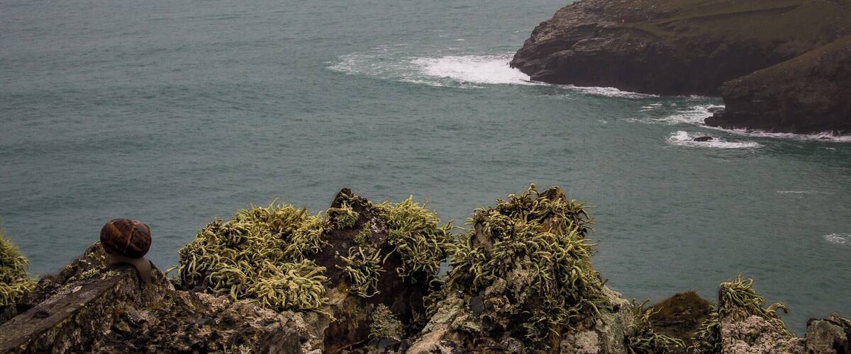 A rocky coastline with seaweed and a snail on the rocks.